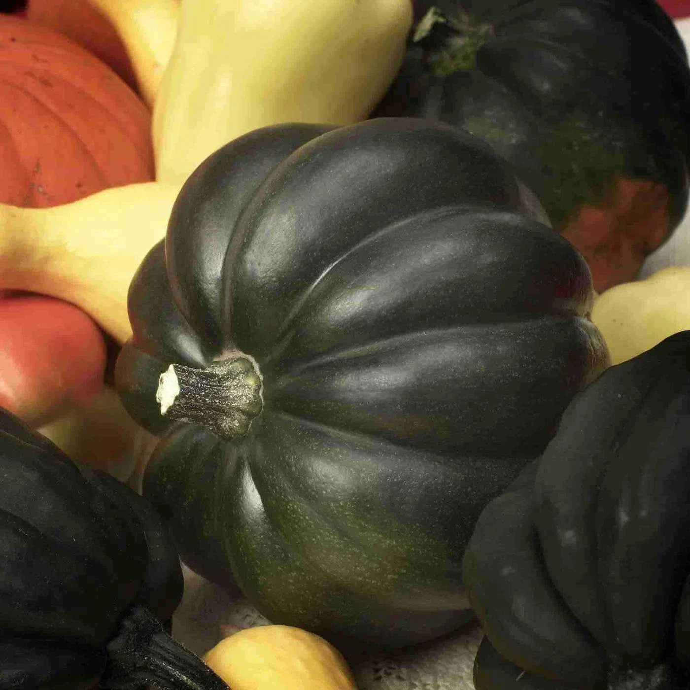 Table Queen Acorn Winter Squash Seeds NON-GMO Cucurbita pepo Free Shipping