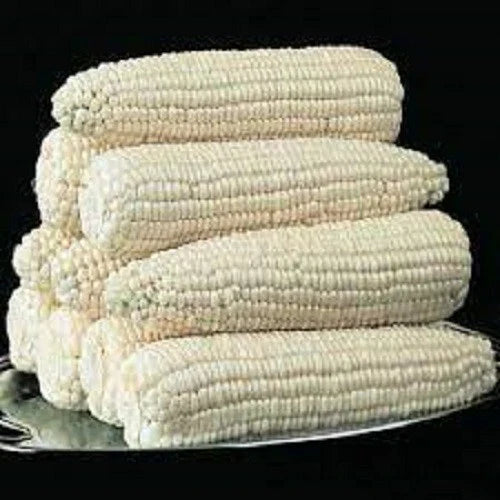Premium Silver Queen Corn Seeds – High-Yield, Super Sweet Zea mays 'Silver Queen' for Home Gardens