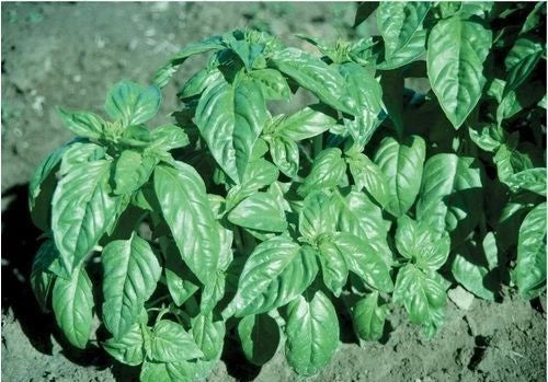 Basil Seeds - 16,000 Large Leaf Italian Heirloom Non-GMO - Ocimum basilicum