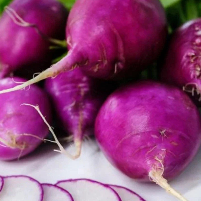 Mixed Radish Seeds - Over 200 Premium Raphanus sativus Gourmet Blend Seed Packet