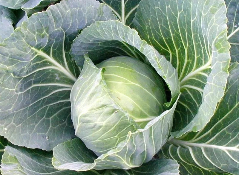 Cabbage Seeds Early Jersey Wakefield - 1000+ Heirloom NON-GMO Seeds