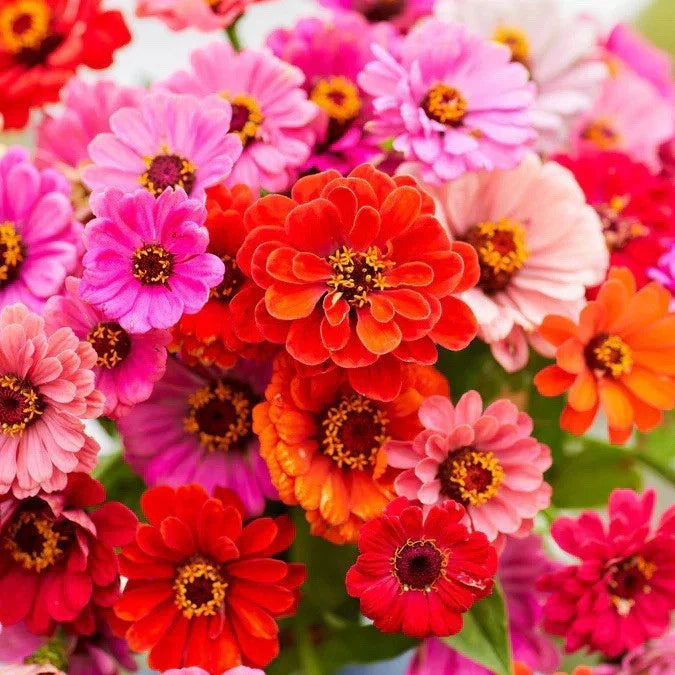 Dahlia Flowered Zinnia Seed Mix - 110 Seeds - Zinnia elegans - USA Seller