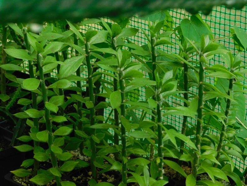 Pereskiopsis spathulata Grafting Stock Cactus Cuttings - 5 Pack, 6 Inch Healthy Cuttings for Propagation