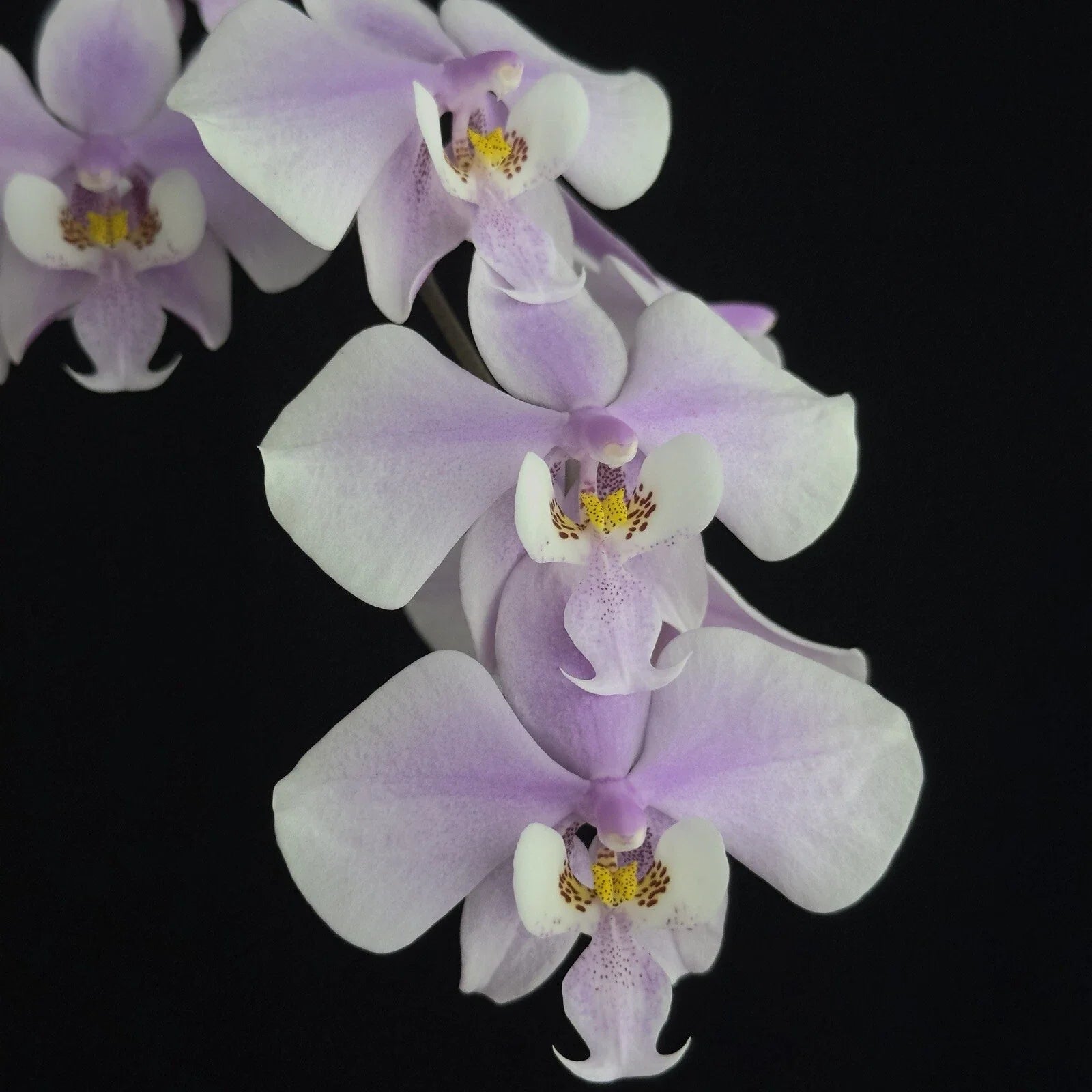 Phalaenopsis Orchid Plant – Near Bloom Size, Fragrant Mottled Leaves, Phalaenopsis schilleriana, Indoor Garden, Easy Care