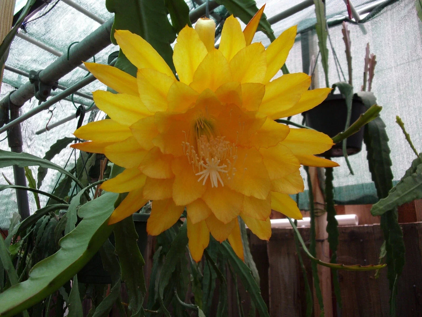 Epiphyllum Orchid Cactus Cutting - Yellow Tang - Fragrant Blooming Succulent Plant for Indoor Garden