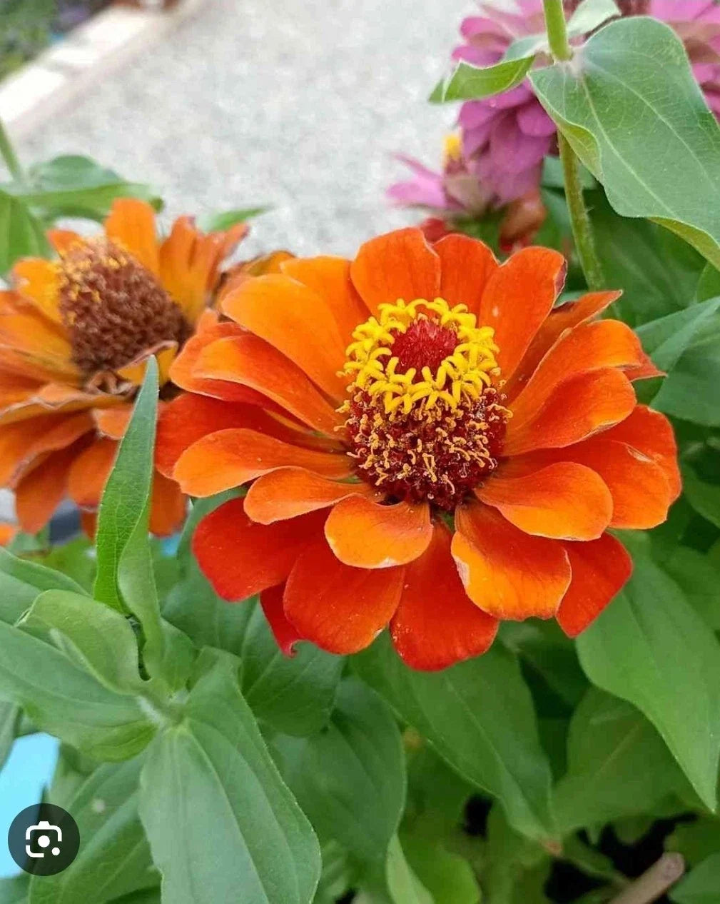Dwarf Zinnia Seeds - 50+ Profusion Orange - Zinnia elegans - Compact Annual Flower for Garden & Patio