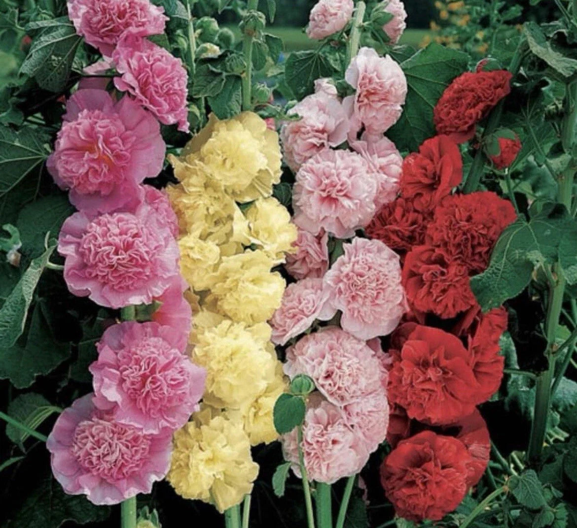 Hollyhock Seeds - Summer Carnival Mix - Non-GMO Alcea rosea Flower Seeds for Garden Beds & Pollinators