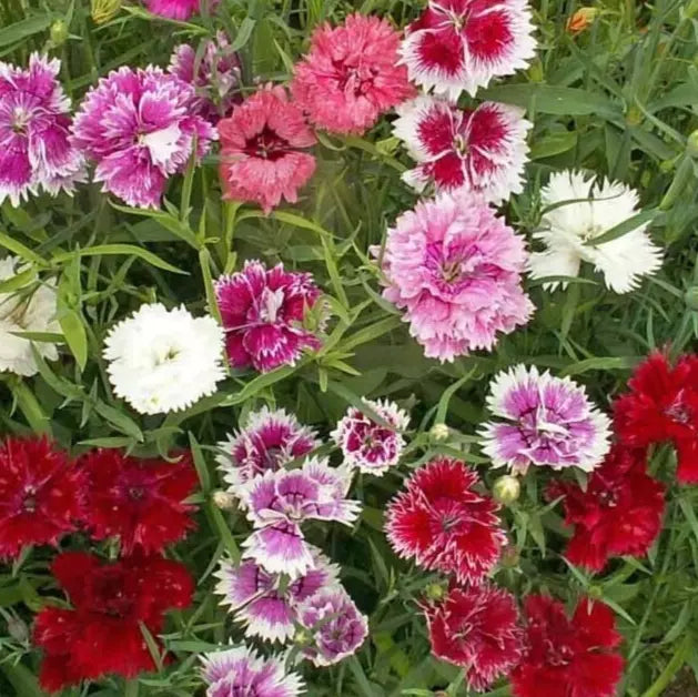Chinese Pinks Flower Seeds - 300+ Annual Dianthus Chinensis Seeds for Garden Beds, Borders & Containers