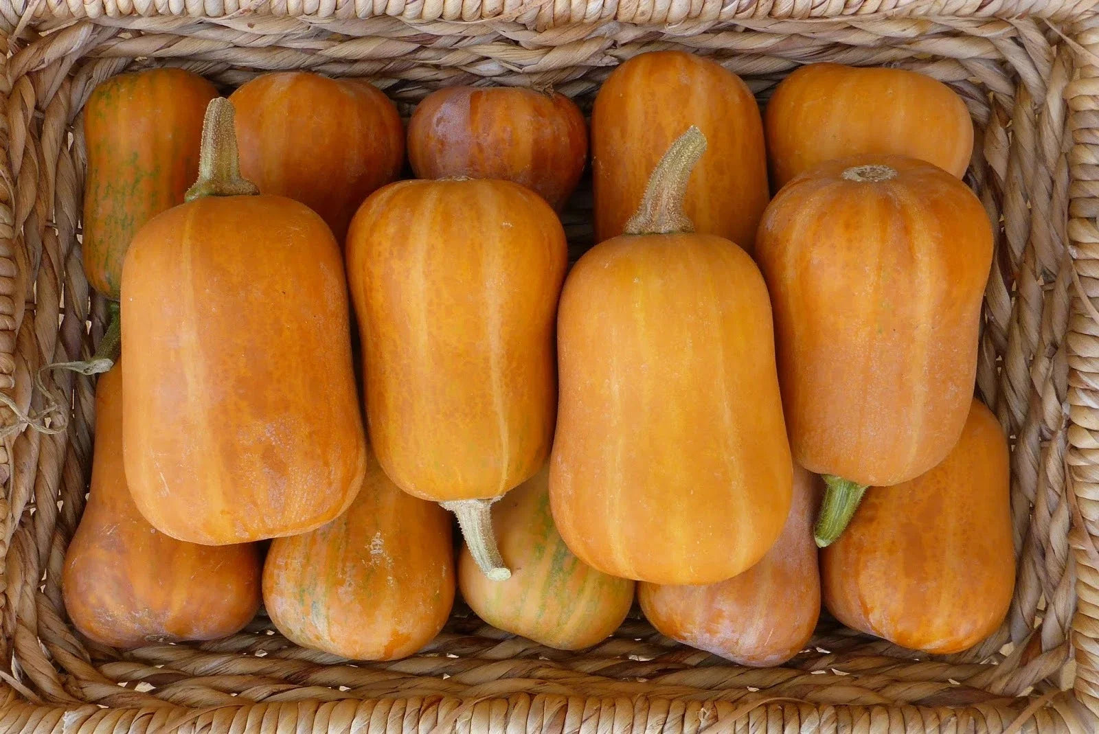 Honeynut Winter Squash Seeds – Organic Cucurbita moschata for Planting – Heirloom, Non-GMO, Sweet, Vining, Full Sun Packet