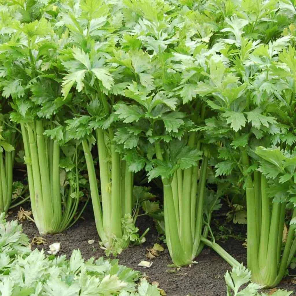 Tall Celery Seeds 2500+ | Non-GMO Heirloom Apium graveolens Vegetable Seeds