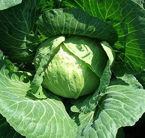 Golden Acre Cabbage Seeds 250 Count Heirloom Brassica oleracea for Home Garden, USA