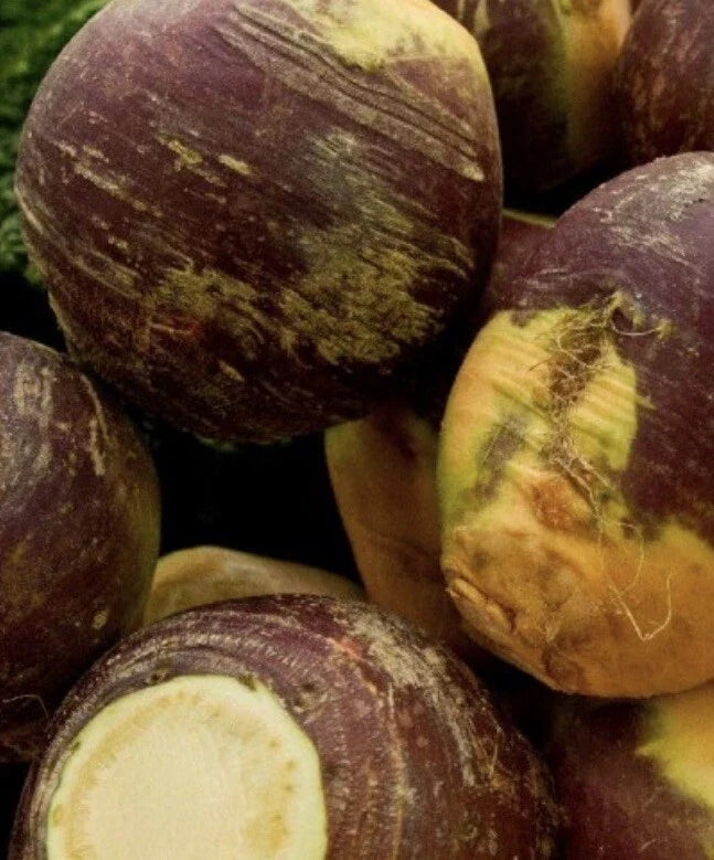 Rutabaga Seeds 2,000 Count Non-GMO American Purple Top Brassica napus Vegetable Garden Seeds