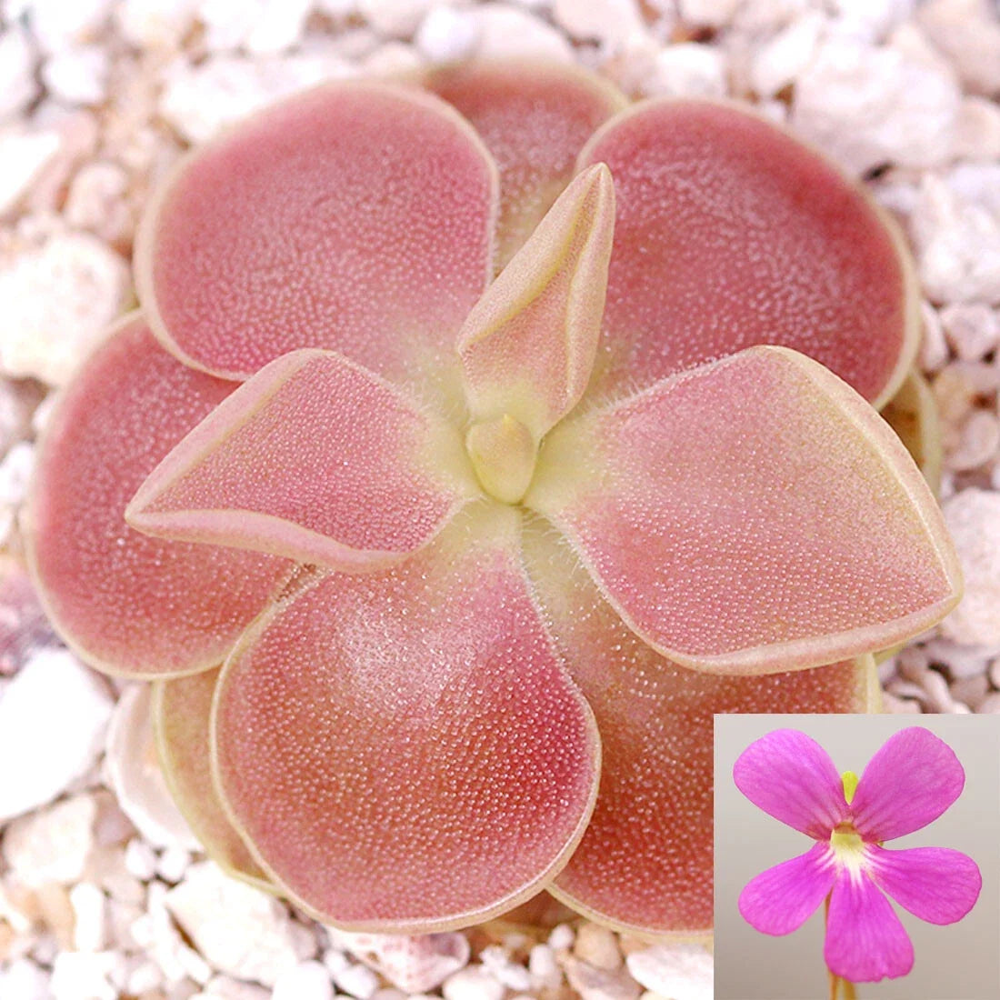 Pinguicula 'Sethos' Mexican Butterwort Carnivorous Plant Live Plant for Home or Garden Decor, 1 Inch