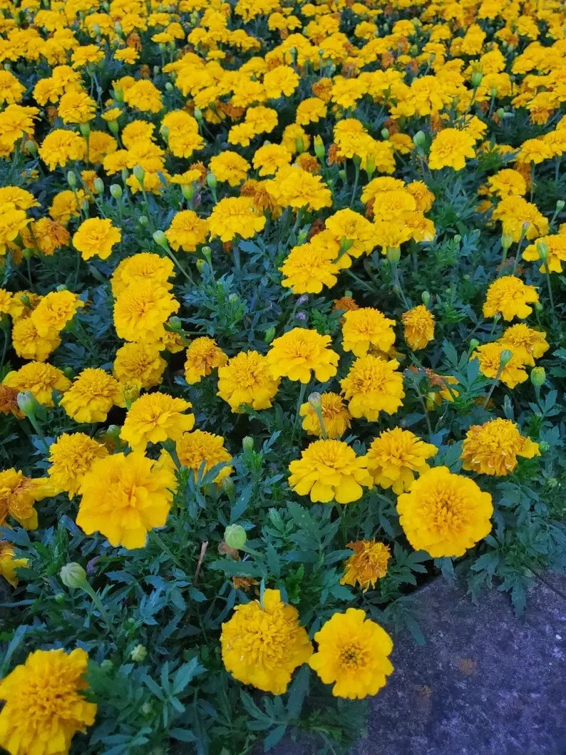 Dwarf Marigold Seed Mix – Organic Gypsy Sunshine & Sunrise Seeds – Tagetes patula – Annual Garden Flowers for Borders & Containers