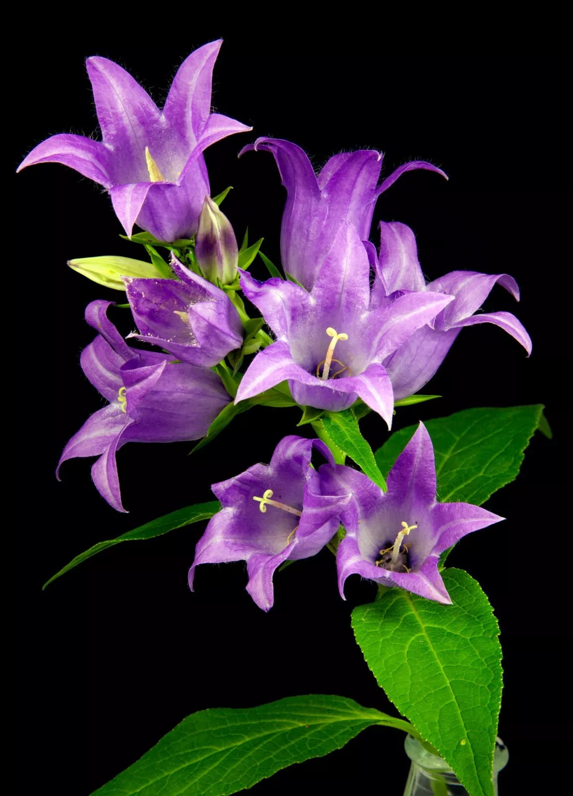Great Bellflower Seeds 213 Count Lavender-Blue Campanula latifolia Perennial Garden Seeds