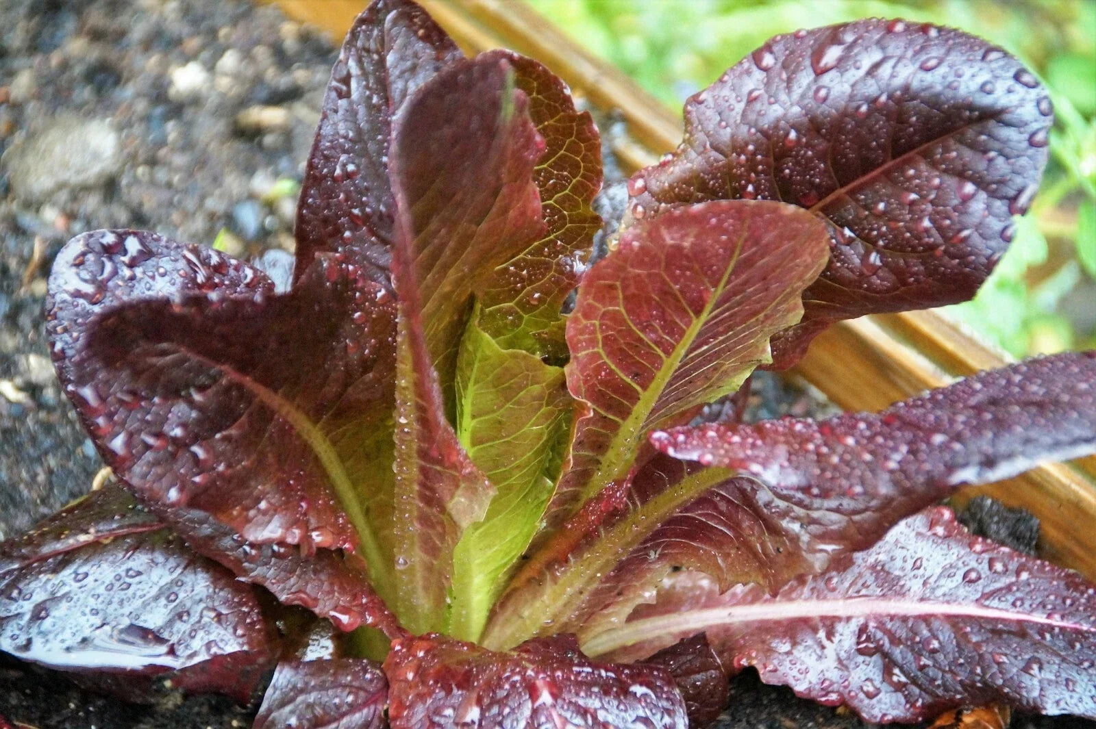 Cimmaron Romaine Lettuce Seeds – Non-GMO Heirloom Organic, 850+ Lactuca sativa for Home Gardening