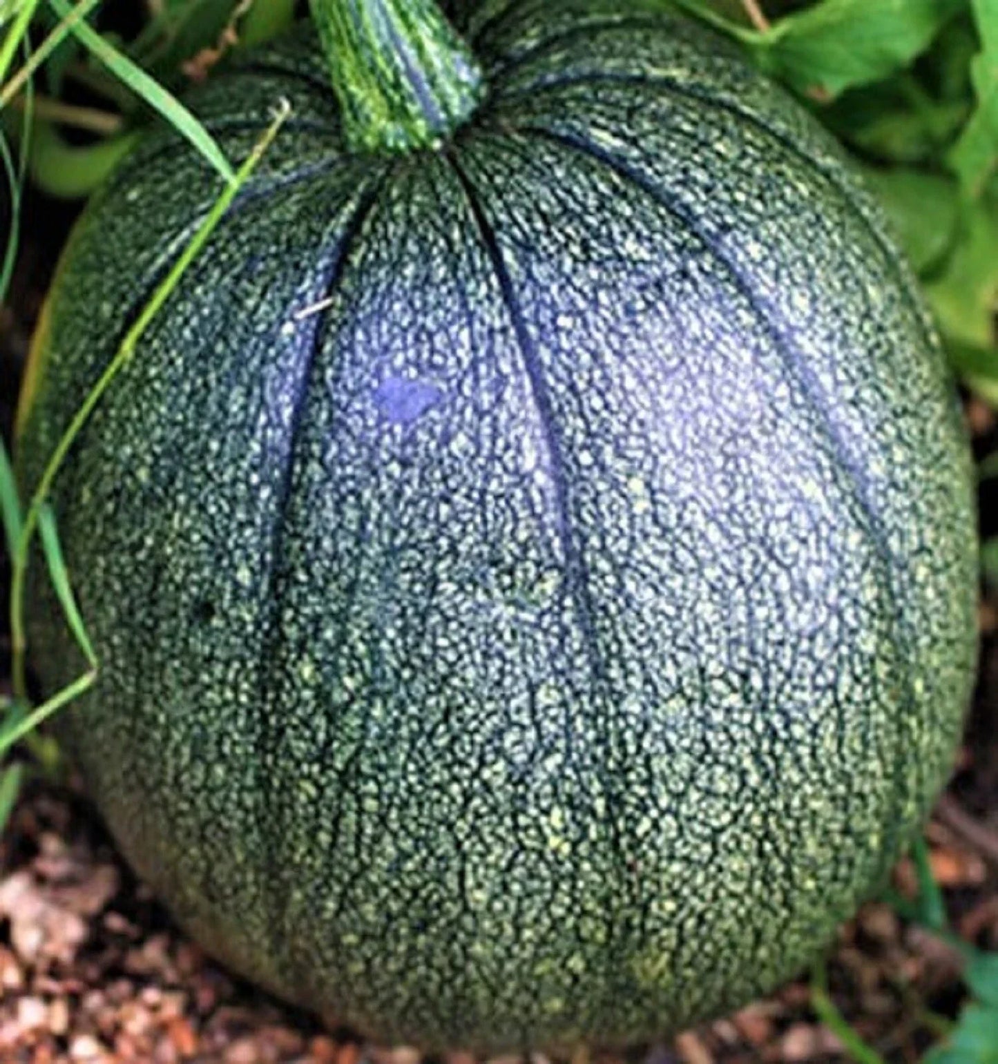 Tatume Squash Seeds - 10 Non-GMO Heirloom Seeds - Cucurbita pepo