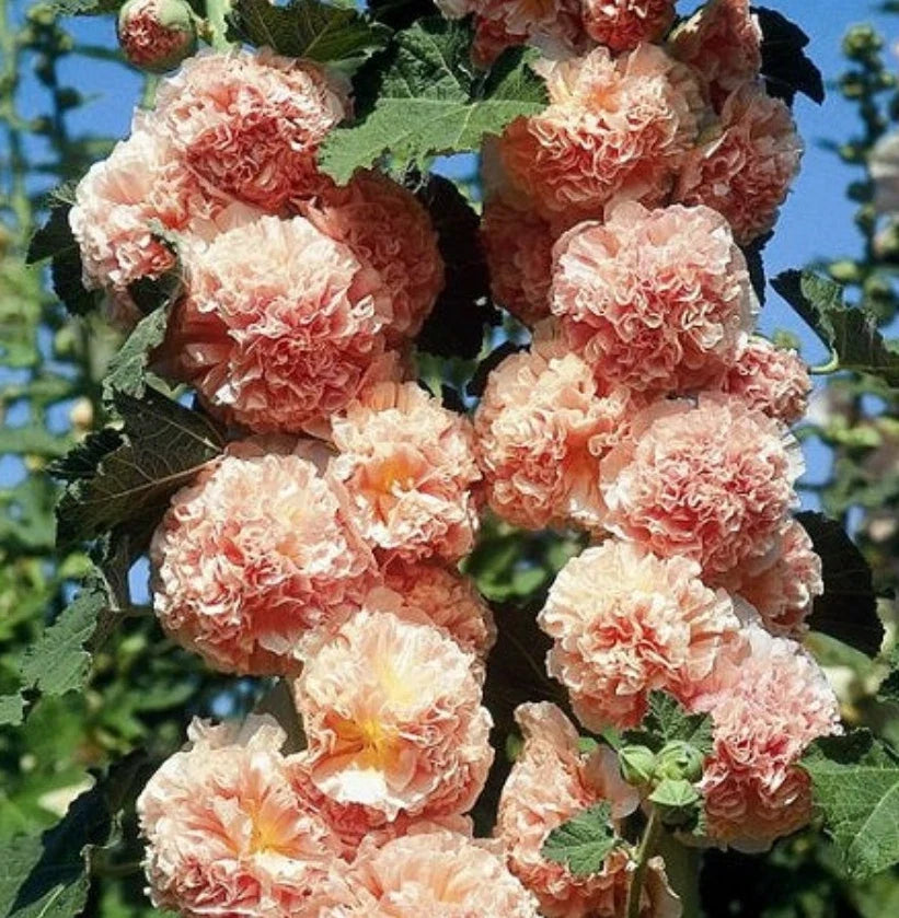 Hollyhock Seeds - 25 Non-GMO Chater's Double Salmon Peony Flowered Alcea rosea for Borders & Gardens