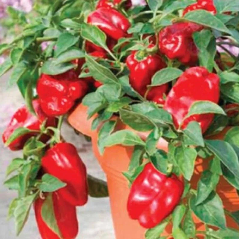 Organic Redskin Sweet Bell Pepper Seeds - Capsicum annuum, Non-GMO, 20 Pack for Container Gardening & Small Spaces