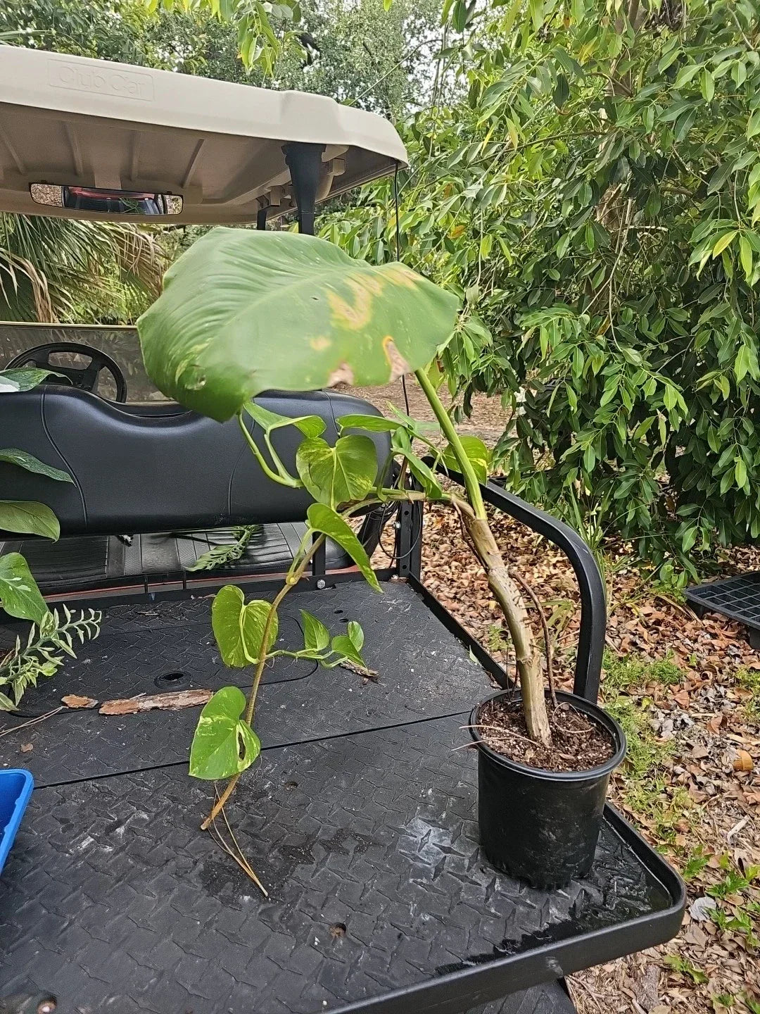 Giant Variegated Golden Pothos Plant - Large Climbing Trunk Epipremnum aureum