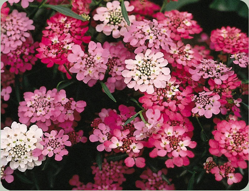 Candytuft Seeds - 325 Perennial White Pink Iberis umbellata - GroCo USA