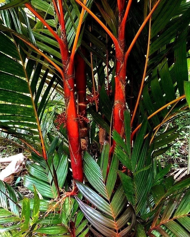 Areca Vestiaria Red Palm 1G - Rare Red Crownshaft Palm for Tropical Gardens