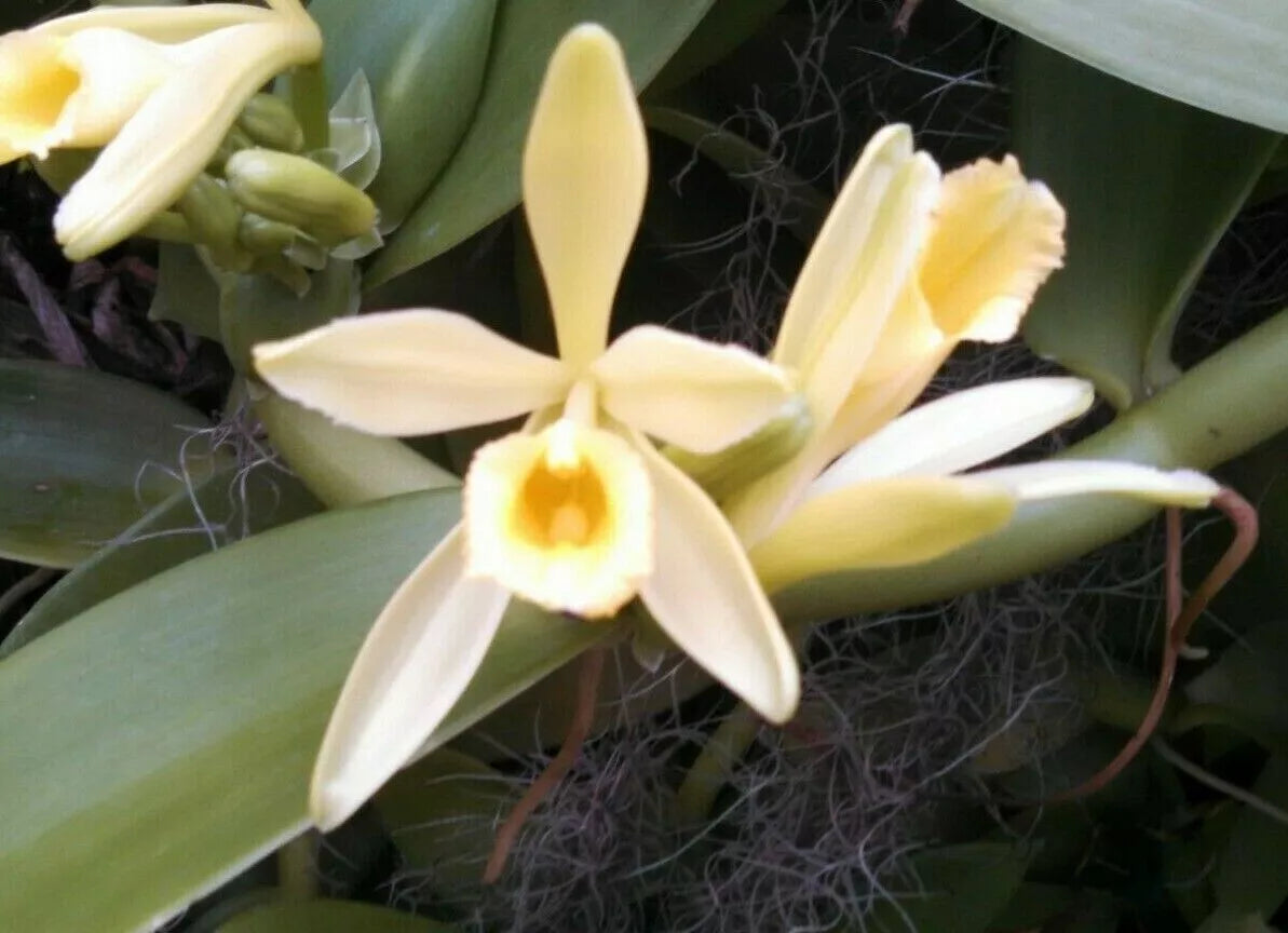 Vanilla Bean Orchid Plant in 2.5" Pot | Vanilla planifolia Climbing Vine with White and Yellow Flowers