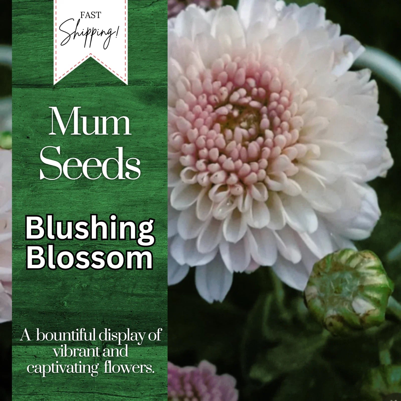 Chrysanthemum Seeds - Blushing Blossom Variety - 200+ Flower Seeds for Garden Planting - Mum Flower Seeds