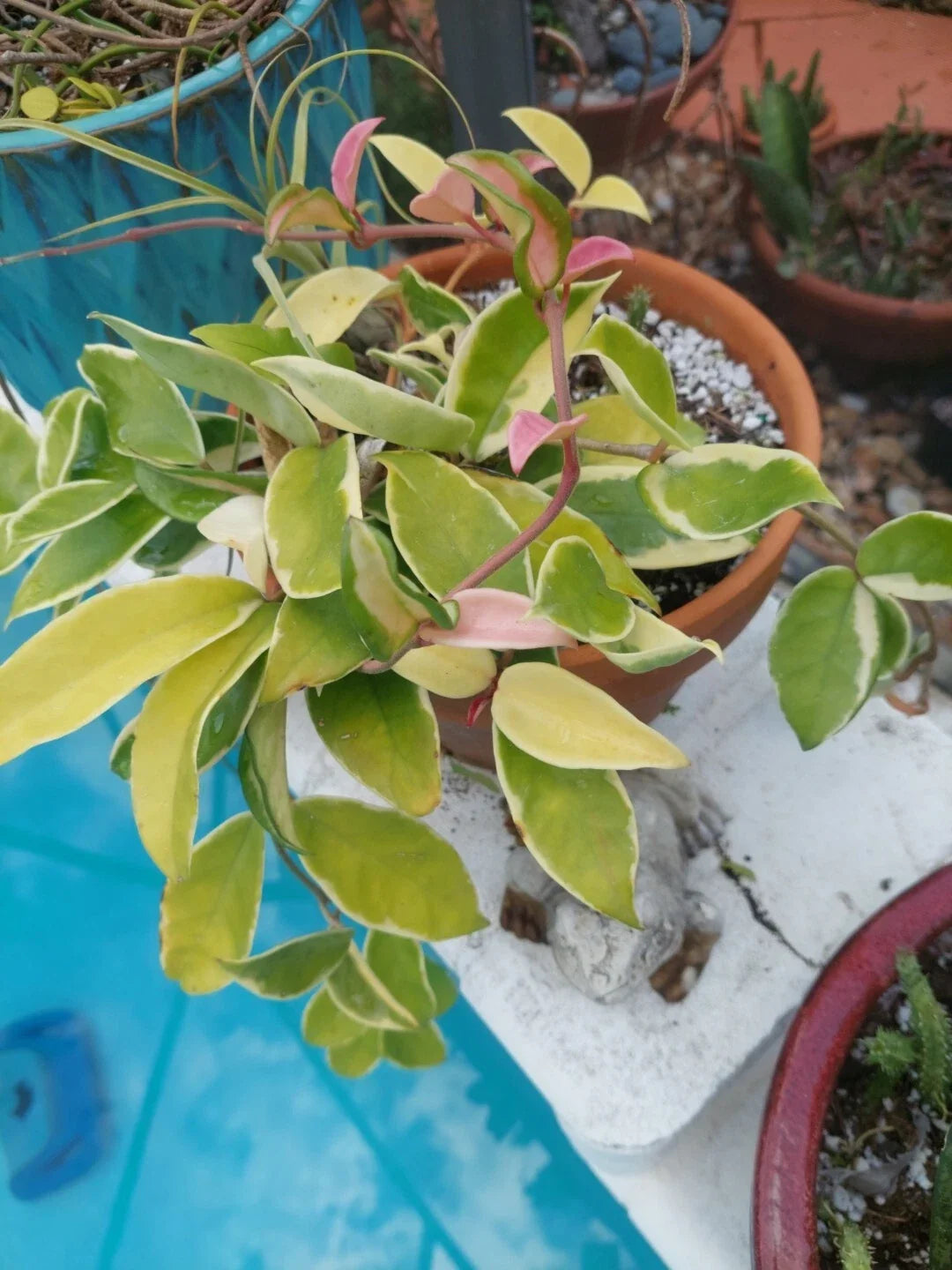 Hoya Tricolor Carnosa Krimson Queen Live Houseplant in 4-Inch Pot, Variegated Green White Pink Foliage