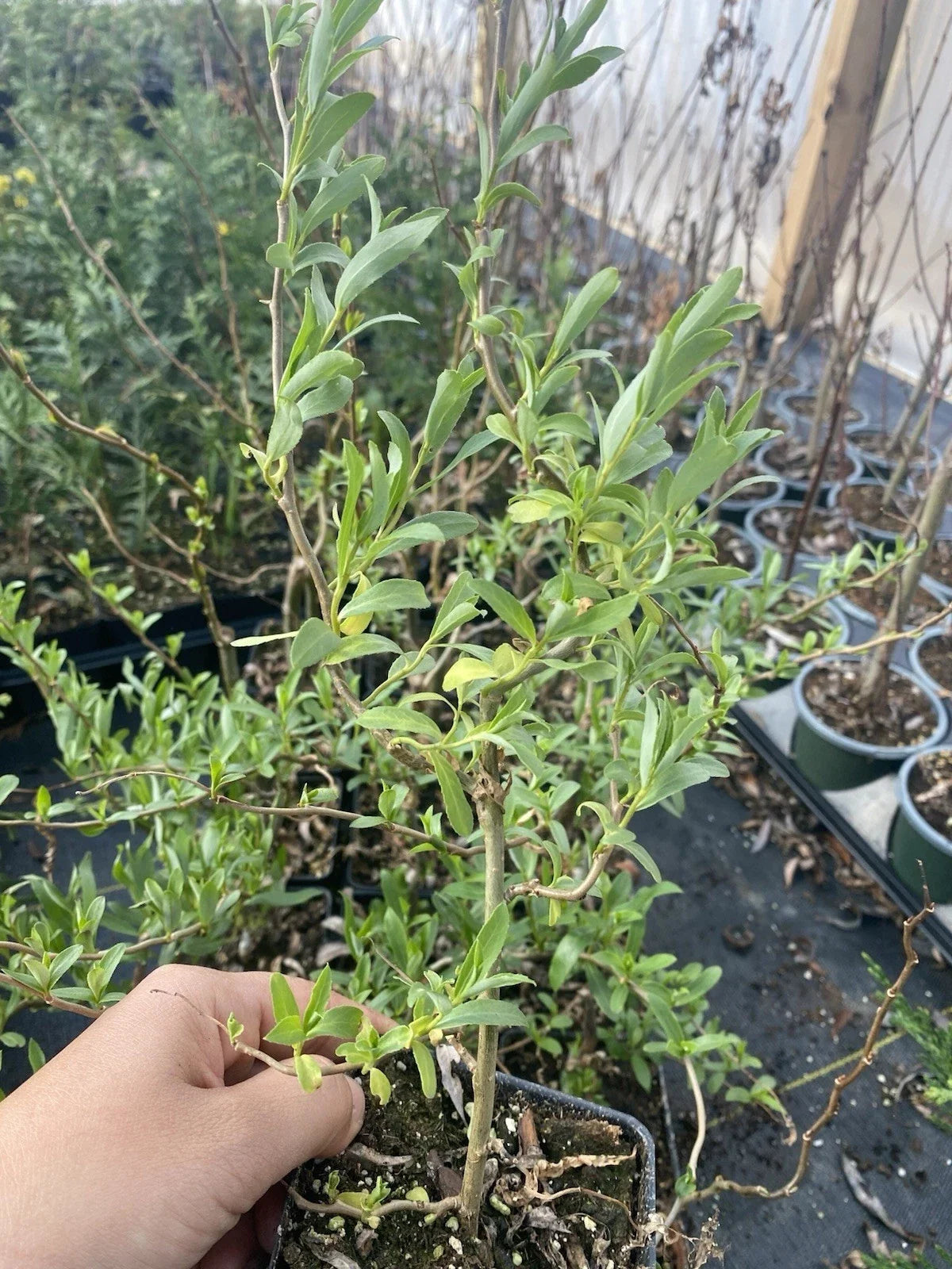 Curly Weeping Willow Tree in 4" Pot, Corkscrew Branches, Salix babylonica 'Tortuosa' for Garden, Landscape, or Shade