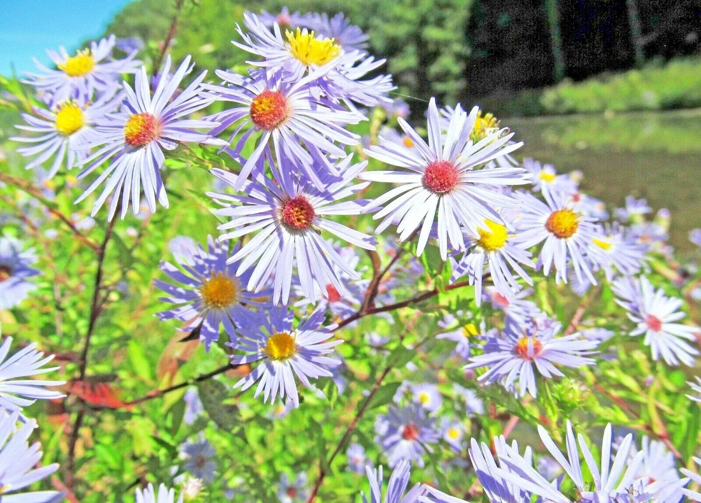 Swamp Aster Seeds - Perennial Native Wildflower for Summer Fall Gardens - Symphyotrichum puniceum - Purple Blooms