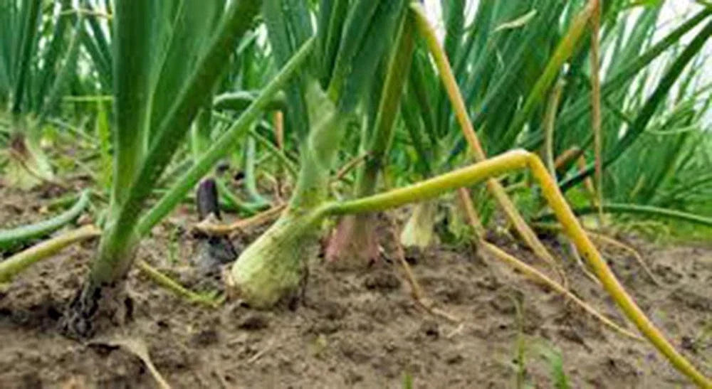 Texas Early Grano Onion Seeds - Heirloom Short Day Vidalia Type Allium cepa, 25+ Seeds for Garden Growth