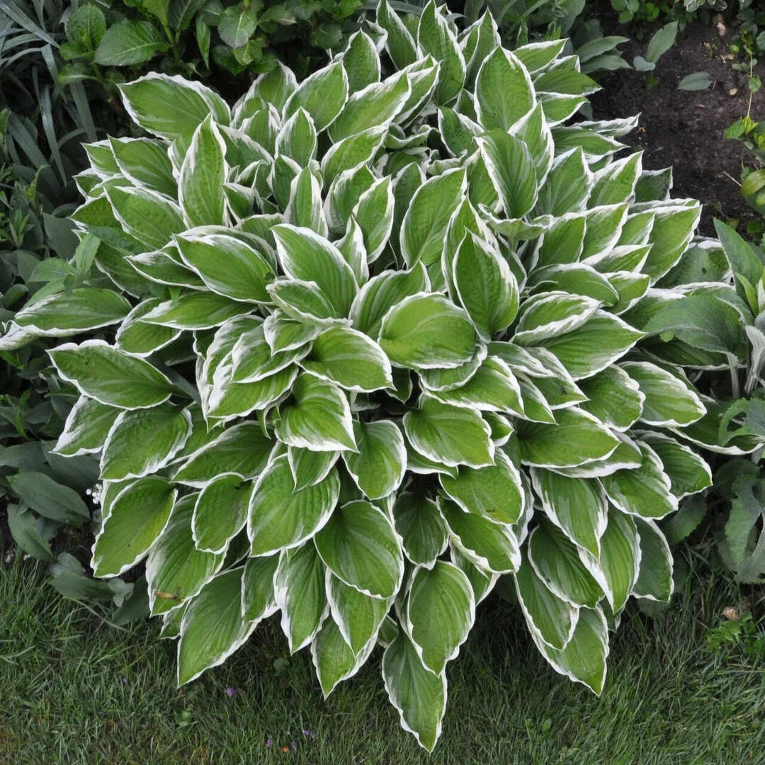 Hosta Crowned Imperial Live Plant - Dark Green Leaves with Lavender Flowers - Perennial Garden Plant