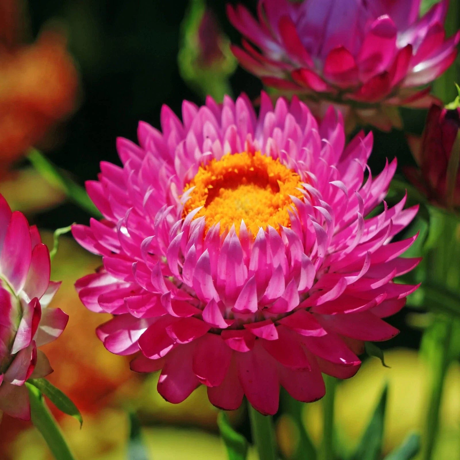 Purple Red Strawflower Seeds - Non-GMO Bulk Seed Pack, Helichrysum bracteatum, Vibrant Purple Red Flowers, Easy to Grow