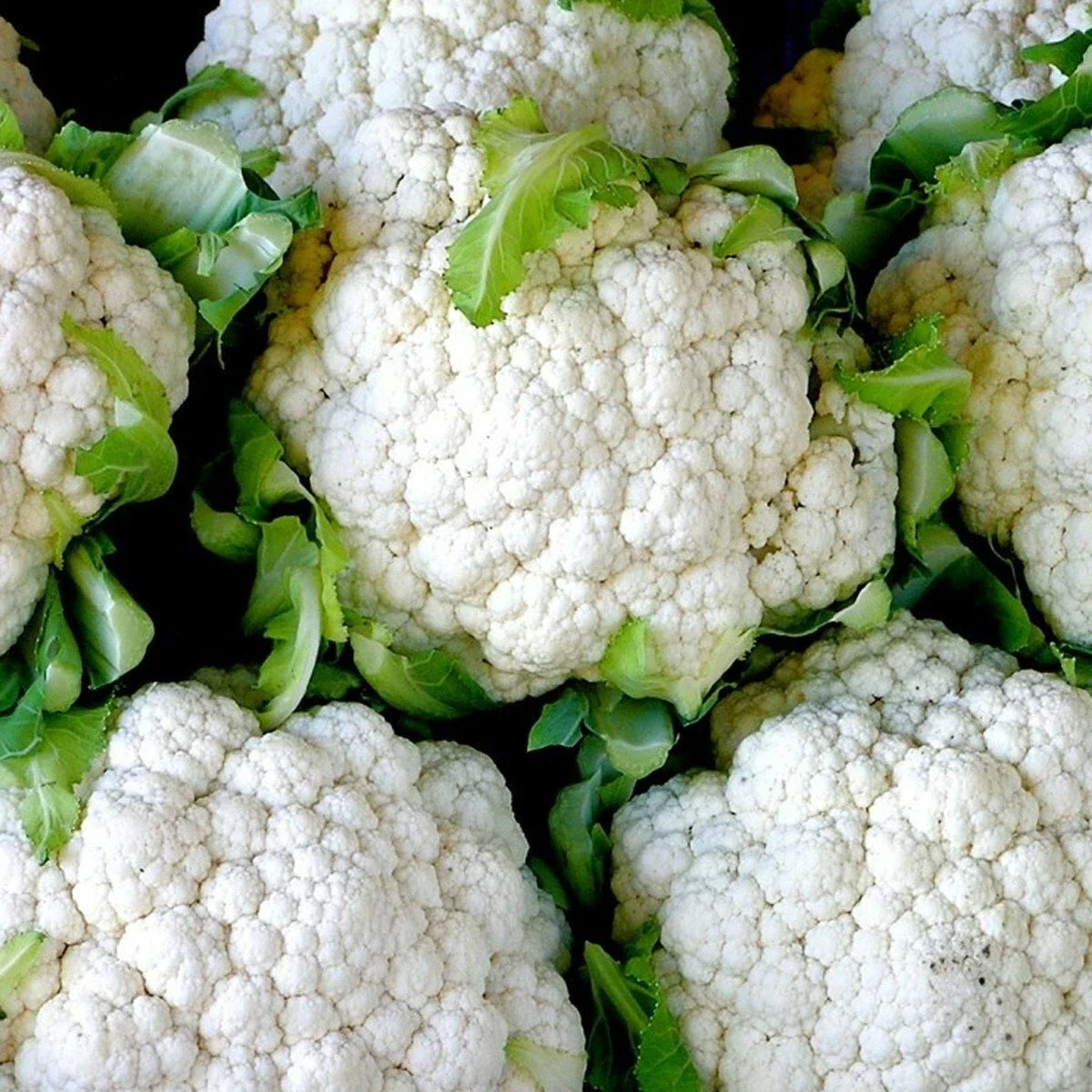 Organic Heirloom Snowball Cauliflower Seeds – 301+ Brassica oleracea for Vegetable Garden & Container Growing