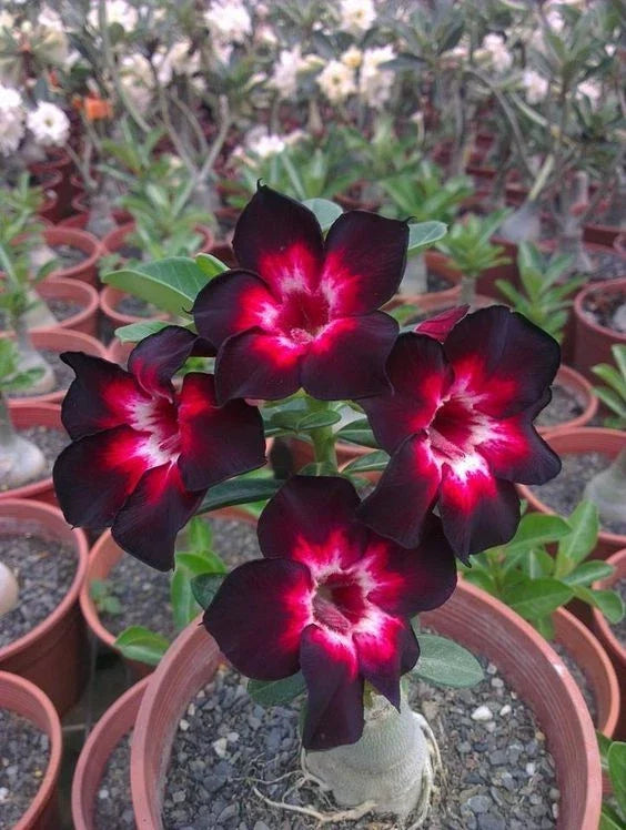 Desert Rose Seeds - Pink, White & Black Adenium Perennial Flower Seeds - Easy to Grow, Drought Tolerant, US Seller