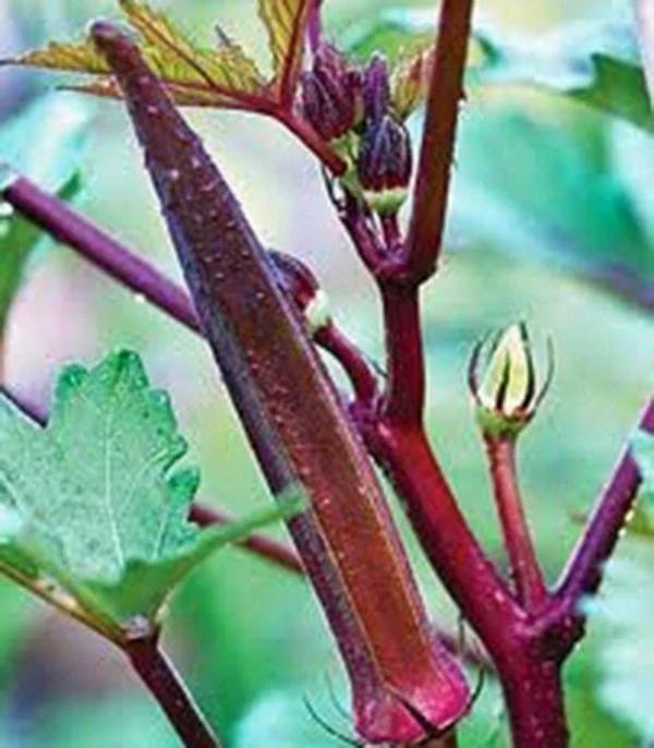 Okra Seeds 100 Count, Red Burgundy Heirloom, Non-GMO, Garden Abelmoschus esculentus, Full Sun, High Yield, Nutritious Vegetable