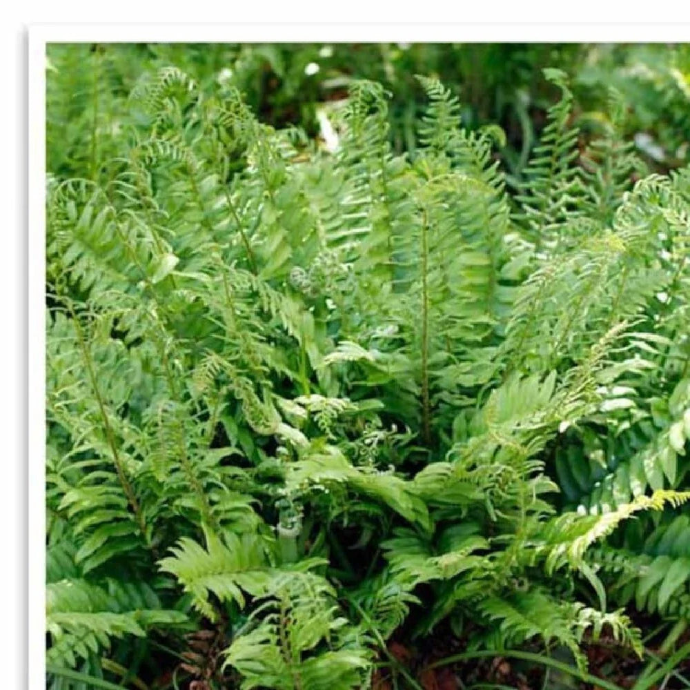 Polystichum Acrostichoides Fern – 20 Bare Root Christmas Fern Evergreen Perennial for Shade Gardens