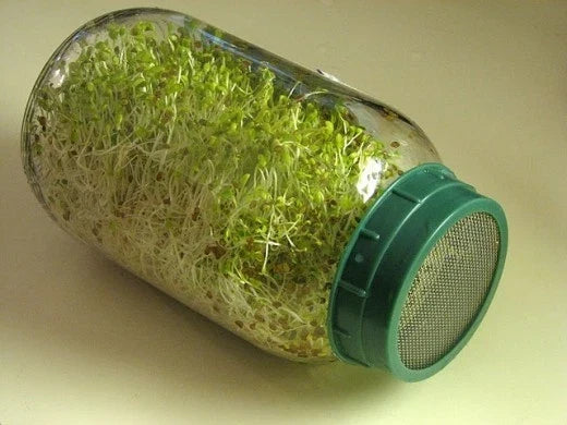 Alfalfa Seeds for Sprouting 4000 Count - Medicago sativa Non-GMO for Healthy Sprouts & Salads