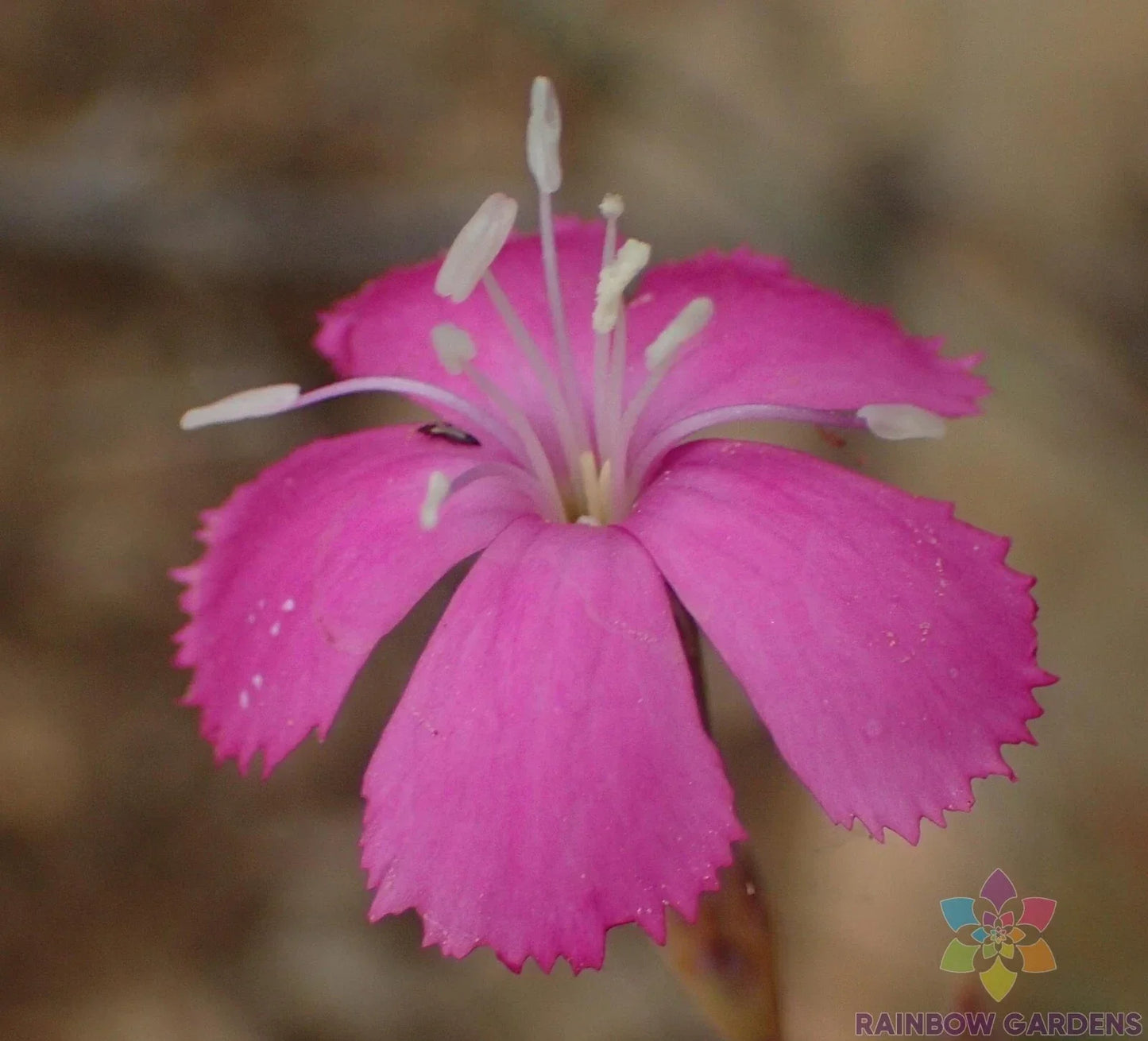 Lesotho Pink Carnation Seeds - 200+ Pack - Dianthus caryophyllus - USA Grown