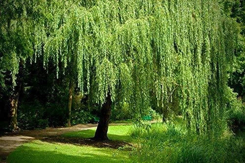 Weeping Willow Tree Live Plant - Salix babylonica - Arching Canopy for Gardens, Memorials & Landscapes