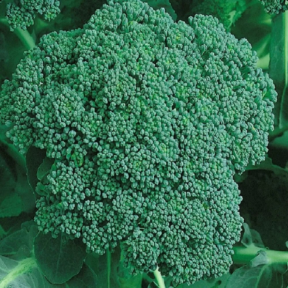 Organic Calabrese Broccoli Seeds | NON-GMO Heirloom Vegetable Seeds | Brassica oleracea
