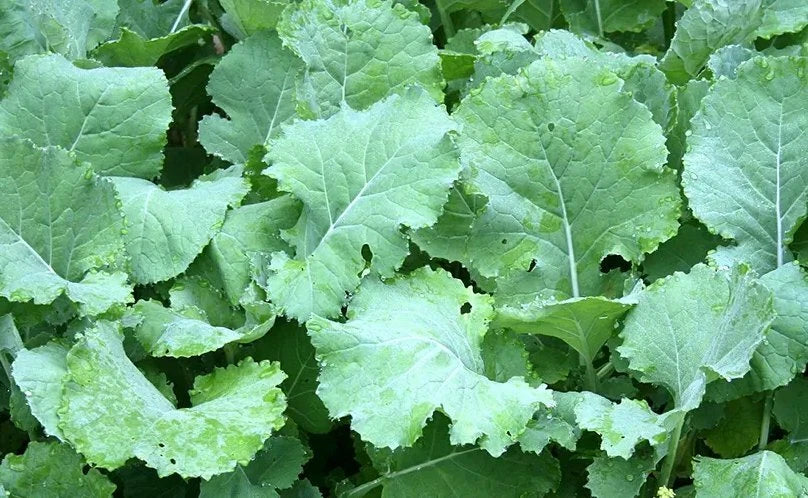 Kale Seeds, Non-GMO, Premier Early Hanover, Brassica oleracea var. sabellica, Vegetable Seeds, 300+ Seeds
