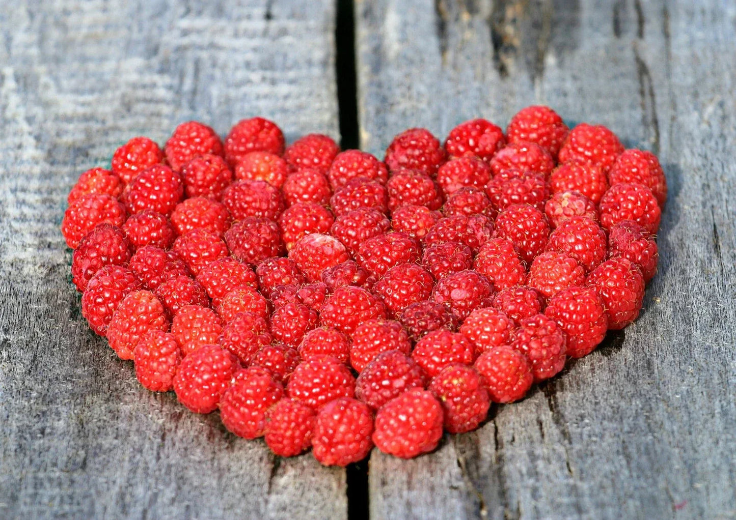 Red Raspberry Seeds - 50+ Pack - High Germination, Non-GMO Rubus idaeus
