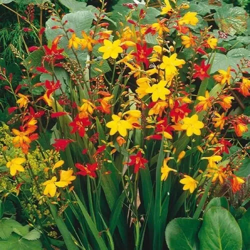 Crocosmia Flower Bulbs Mixed Color – Easy to Grow Garden Planting Bulbs for Borders, Crocosmia spp.