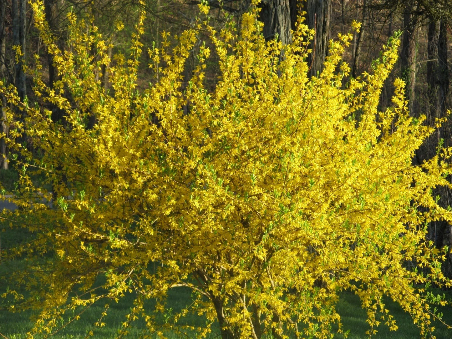 10 Forsythia Bush Cuttings Lynwood Gold Forsythia x intermedia Easy to Root Spring Blooming