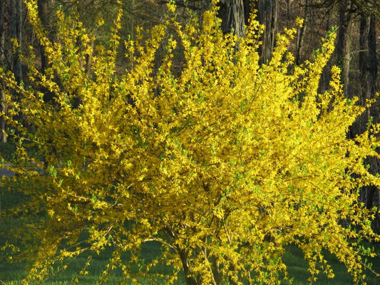 10 Forsythia Bush Cuttings Lynwood Gold Forsythia x intermedia Easy to Root Spring Blooming