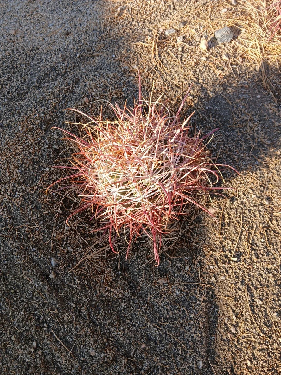 Red Barrel Cactus Bare Root Plant 8x8 Inch, Echinocactus grusonii, Drought-Tolerant Succulent, Vibrant Red and Green Color