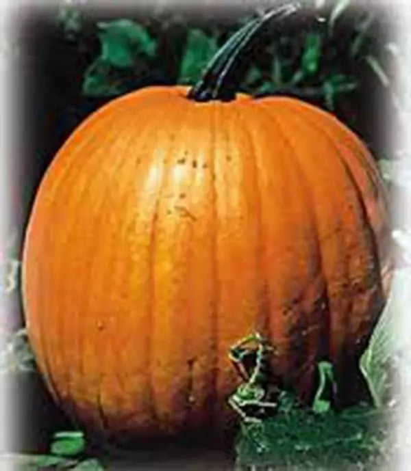 Pumpkin Seeds - 100 Count - Jack O' Lantern Heirloom Cucurbita pepo Non-GMO for Growing Carving Pumpkins