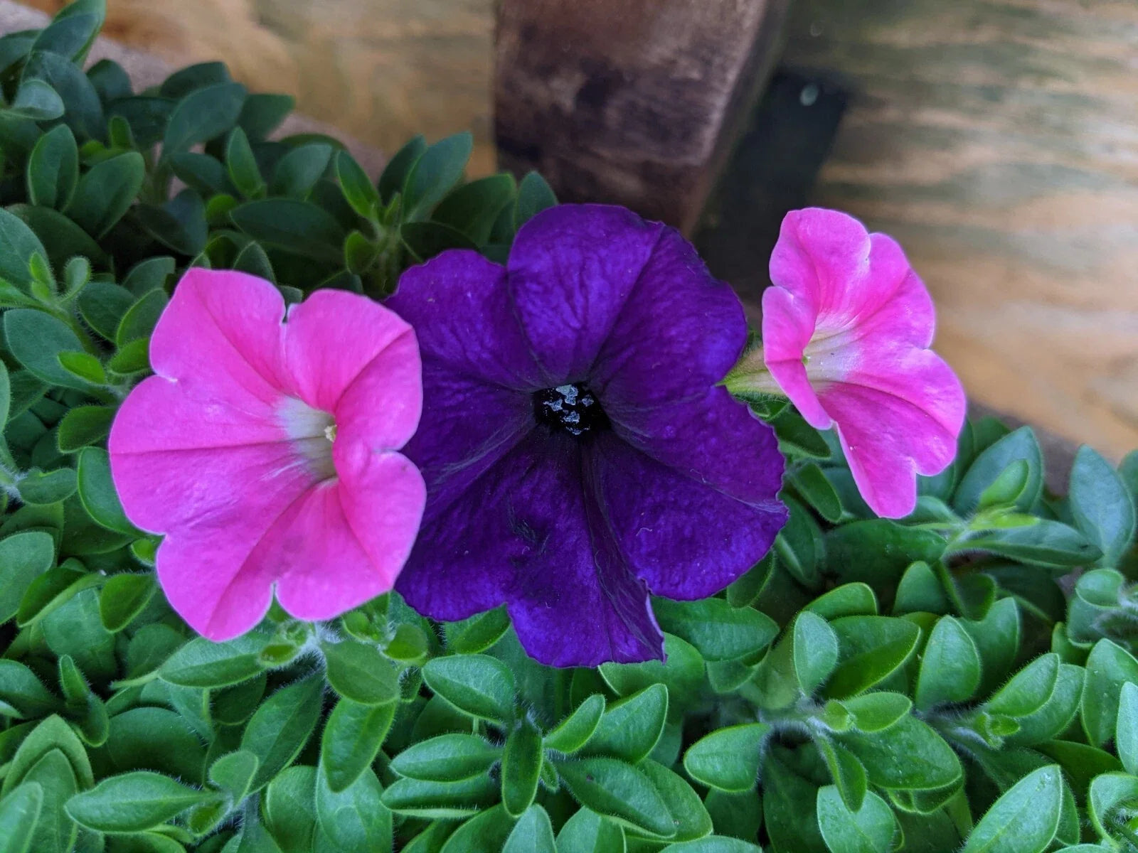 Petunia Wave Color Combo Live Plants, 10 Baby Plugs, Easy Wave Navy Velour & Shock Wave Rose, Petunia × atkinsiana